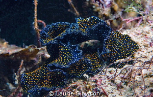 Mating polyclad flatworms.  Photographed at San Nicolas d... by Laurie Slawson 